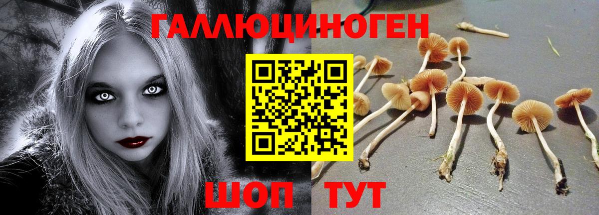 Псилоцибиновые грибы Psilocybine cubensis  Вход с VPN  Кимовск 